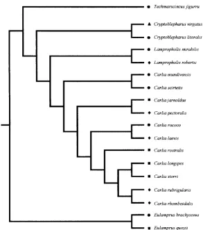 Fig. 1. Phylogenetic relationships of the 18 scincid lizard species examined in this study