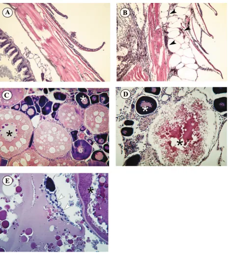 FIG. 5. Histopathology of adult zebra ﬁsh infected with SHRV by i.p. injection. (A) Normal scales and epidermis of control ﬁsh