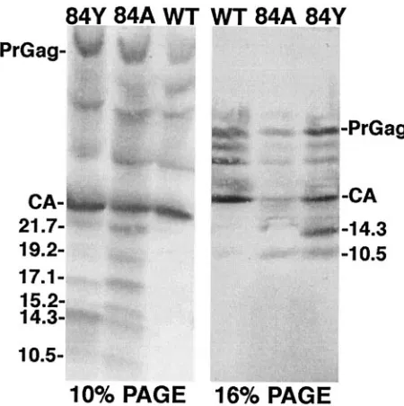 FIG. 6. Capsid protein processing products. The indicated virussamples were electrophoresed in parallel on conventional SDS–10%
