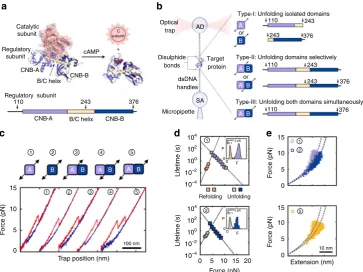 Fig. 1 Experimental design to study allosteric activation in PKA with optical tweezers.changes in extension vs