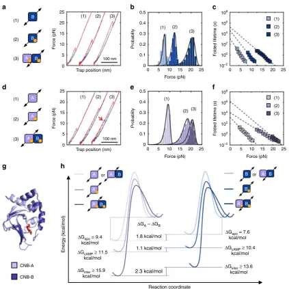 Fig. 2 Selective allosteric effects initiated by cAMP binding. Force-extension curves (dependent folded-state lifetimes (motif