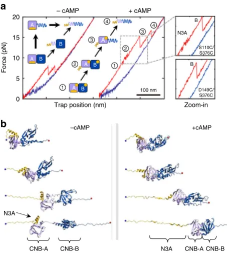 Fig. 4 The CNB-B domain bound to cAMP is required for the N3A motif tofold. a (1) The regulatory subunit unfolds (red) and (2) refolds (blue),revealing the ﬁrst reversible transition corresponding to the N3A motif(orange arrow)