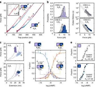 Fig. 5 Stepwise stabilization between CNB domains in partial cAMP-bound states.(i.e., A(white bars and symbols) are shown for comparison