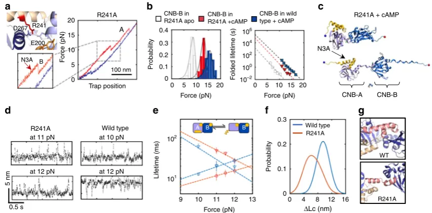 Fig. 6 Perturbation of allosteric networks in PKA by mutation R241A.(blue) and R241A (red).andsimulation snapshot of the cAMP-bound R241A protein.are provided as a Source Data a Residue R241 interacts with both CNB domains through E200 and D267 (PDB1RGS)
