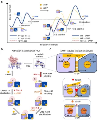 Fig. 8 Activation of PKA through selective stabilization of CNB domains.disruption) ordestabilizing ( a Unfolding energy landscape of the regulatory subunit in the apo state (left) andbound to cyclic nucleotide (right)