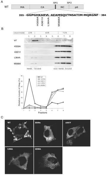 FIG. 1. The H359A, A361V, L364A, and M368A mutations diminish the membrane-binding capacity of HIV-1 Gag