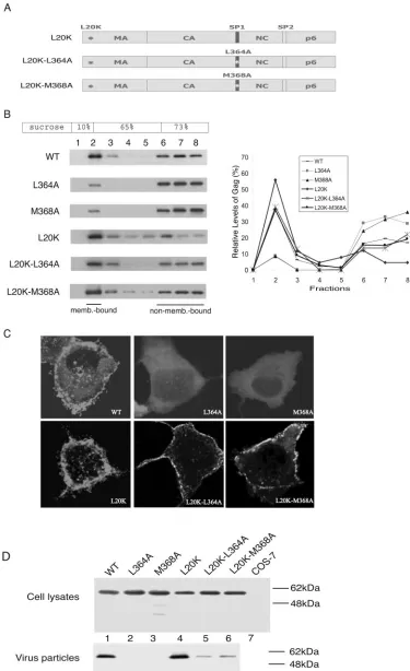 FIG. 2. The L20K mutation within MA restores wild-type (WT) membrane binding to the L364A- and M368A-containing Gag proteins.(A) Illustration of the L20K, L20K-L364A, and L20K-M368A Gag proteins