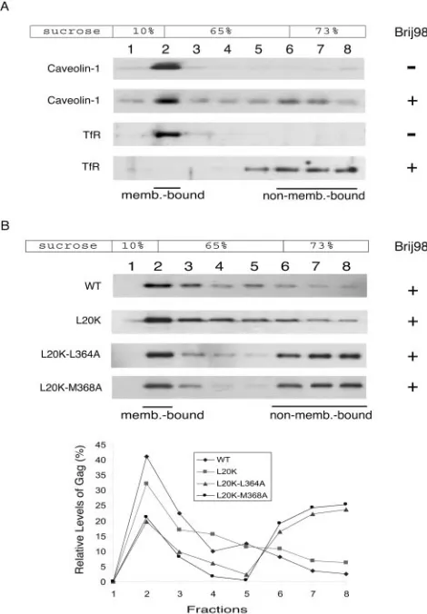 FIG. 3. The membrane-bound L20K-L364A and L20K-M368AGag proteins are sensitive to Brij 98 extraction