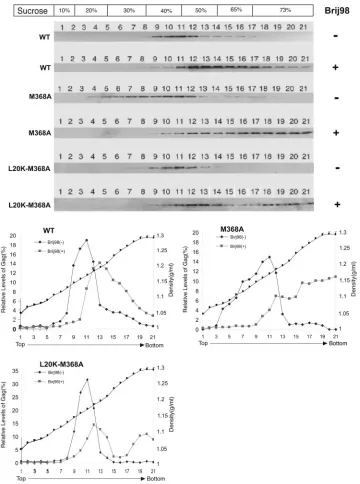 FIG. 4. Separation of membrane-bound Gag proteins by multilayer sucrose gradient ﬂotation centrifugation