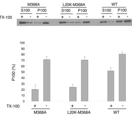 FIG. 5. Size determination of membrane-bound Gag complexes.Membrane-bound Gag proteins were ﬁrst isolated by membrane ﬂo-