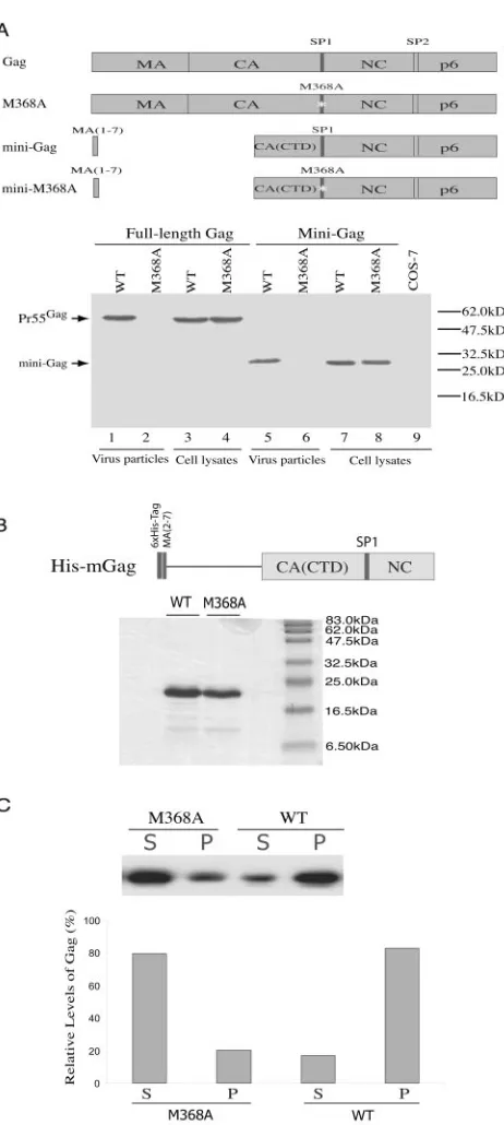 FIG. 6. Effect of the M368A mutation on Gag multimerization.(A) The M368A mutation impedes particle production by the HIV-1