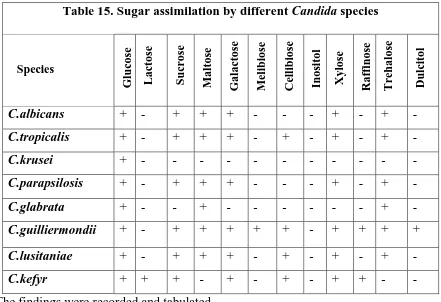 Table 15. Sugar assimilation by different Candida species 