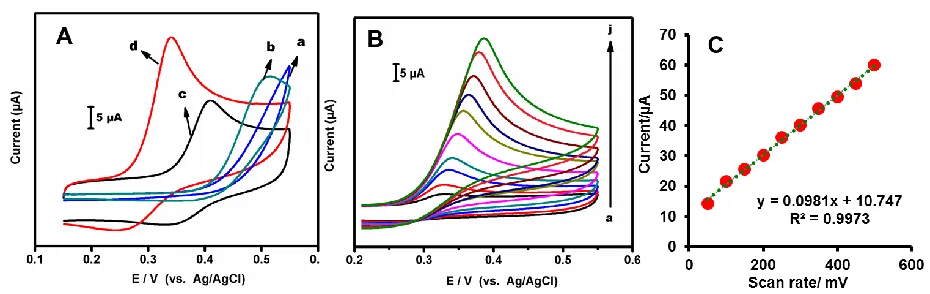 Figure 2.  (A) CVs obtained at bare GCE (a), PANI/GCE (b) and Fe/GCE (c) and PANI-Fe/GCE in phosphate buffer (pH 7.0) containing 3 µM UA
