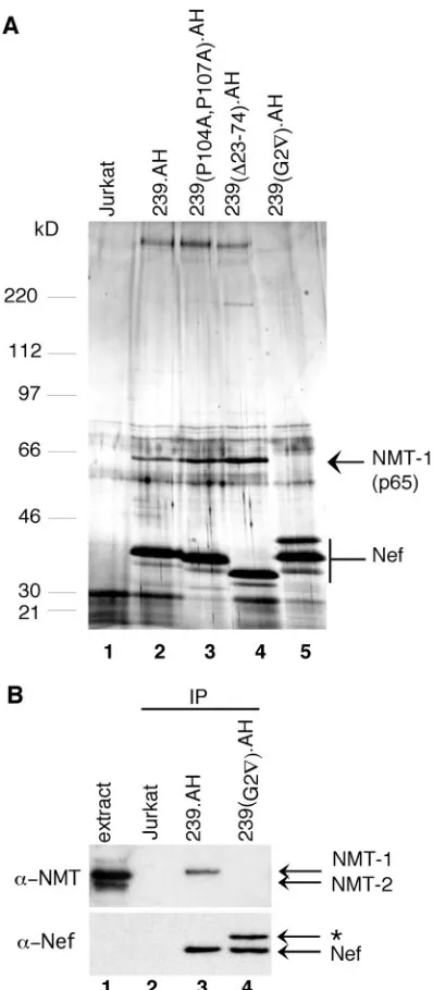 TABLE 1. Nef-associated p65 is NMT-1a