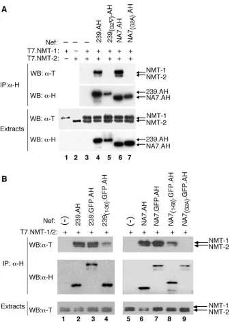 FIG. 3. N-terminal regions of HIV-1 and SIV Nef proteins associate preferentially with the NMT-1 isoform