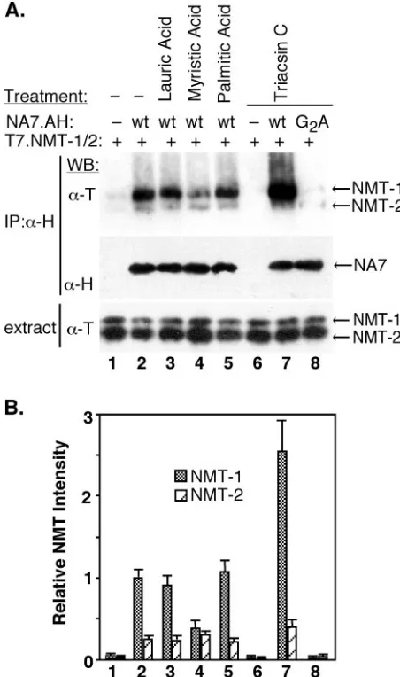 FIG. 4. Agents that alter the myristoyl-CoA pool modulate theNef-NMT-1 complex. (A) Cos7 cells coexpressing T7.NMT-1 and
