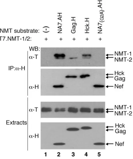 FIG. 5. HIV-1 Gag and Hck form stable complexes with NMTisoforms. Detergent extracts prepared from Cos7 cells transiently co-