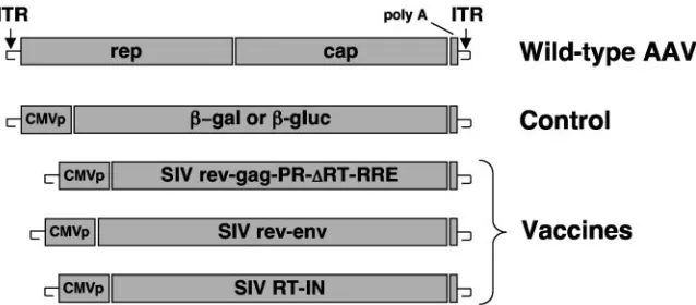 FIG. 1. Genetic composition of vaccines. All rAAV constructs were generated in the context of the AAV serotype 2 genome (shown aswild-type AAV)