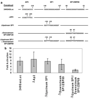 FIG. 4. BMRF1 activation of the gastrin promoter is mediated through two SP1 binding sites