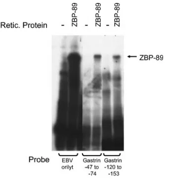 FIG. 5. ZBP-89 binds to both GC-rich motifs in the gastrin pro-moter. EMSA was performed with in vitro-translated ZBP-89 (or un-