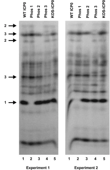 FIG. 2. Protein levels and phosphorylation state of the Phos mu-tant forms of ICP0. (A) Experimental design