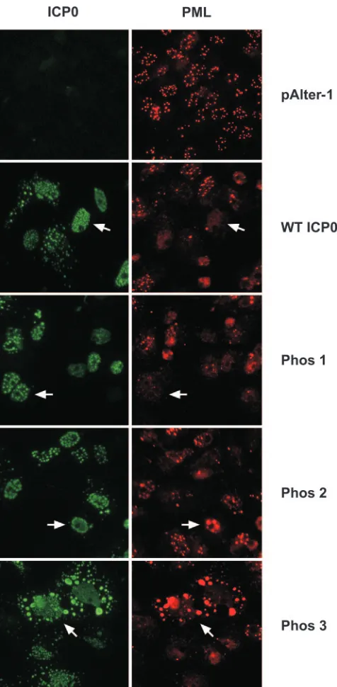 FIG. 4. ICP0- and PML-speciﬁc immunoﬂuorescence in Vero cellstransfected with plasmids expressing wild-type (WT) ICP0 or Phos 1, 2, or