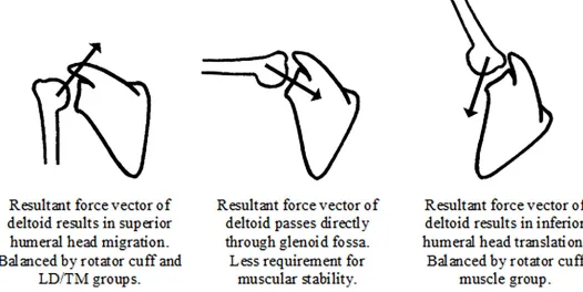 Fig 8. Schematic representation of muscular coordination at the GH joint during elevation