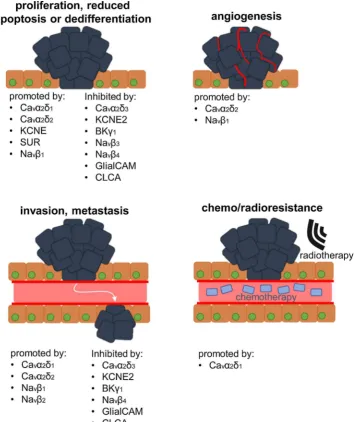 Fig. 5. Involvement of ion channel auxiliary subunits in diinvasion, and metastasis, thus promoting tumour progression