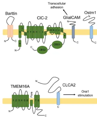 Fig. 4. Clporters found at the plasma membrane and internalmembranes [function as a cell adhesion molecule [modulates ClC-2 and Ostm1 modulates the intracellularClC-7 transporter [subfamily of voltage-sensitive Clinteracts with single-pass GlialCAM, the on