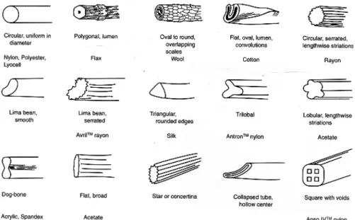 Figure 1.1. Cross-section of fibres. 