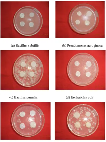 Table  II  and  figure  5  showed  the  antimicrobial  activity  of  Aloe  Vera  gel  extract  against  selected  pathogens