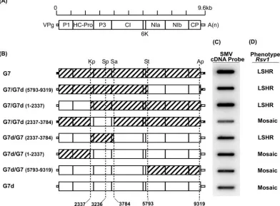 FIG. 1. Chimeric viruses and their phenotypic responses on soybean line PI 96983 (Rsv1(data not shown) and the KpnI site were utilized