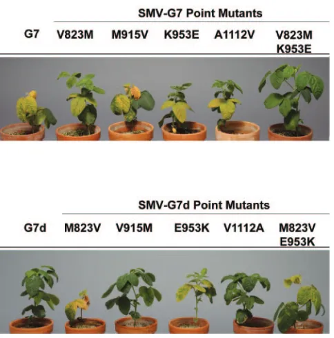 FIG. 3. Genetic differences between P3 of pSMV-G7 and that ofpSMV-G7d. (A) Proposed genomic map of SMV (35) indicating the