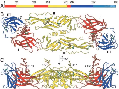 FIG. 1. Structure of the sE dimer of dengue virus E sE in the mature virus particle. (A) The three domains of dengue virus sE
