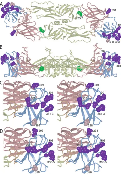FIG. 4. Antibody neutralization-escape mutants in dengue virus. (A) Three serotype-speciﬁc epitopes have been reported: residue 291 (2),residues 301 to 307 (29), and residues 381 to 383 (17, 18)
