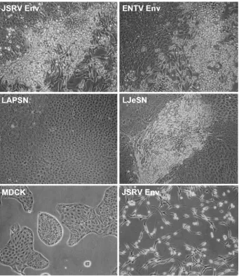 FIG. 1. Transformation of MDCK cells by JSRV and ENTV Env proteins. MDCK cells were transfected with plasmids encoding the Envproteins of JSRV (JSRV Env) or ENTV (ENTV Env) by using Lipofectamine 2000 (Invitrogen, Carlsbad, Calif.) or were transduced by retroviral