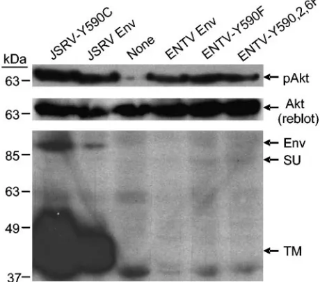 FIG. 2. Akt is activated in MDCK cells transformed by JSRV orENTV Env proteins, and Akt activation is PI3K dependent