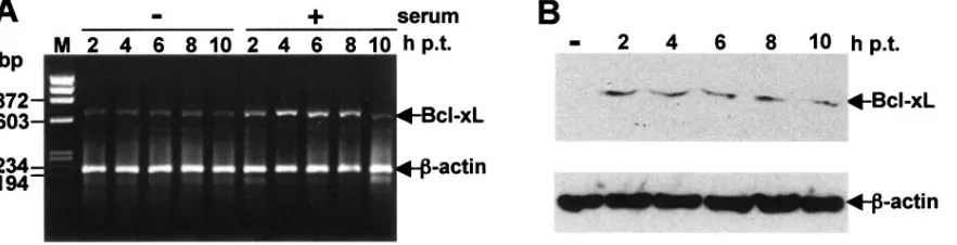 FIG. 4. Induction of cellular oncogene Bcl-xL expression by serum treatment. CG-4 cells were grown in 60-mm dishes in condition mediumovernight and were treated with 10% FBS for 10 min