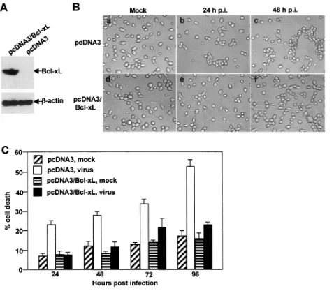 FIG. 5. Overexpression of cellular oncogene Bcl-xL alone is sufﬁcient to prevent CG-4 cells from virus killing