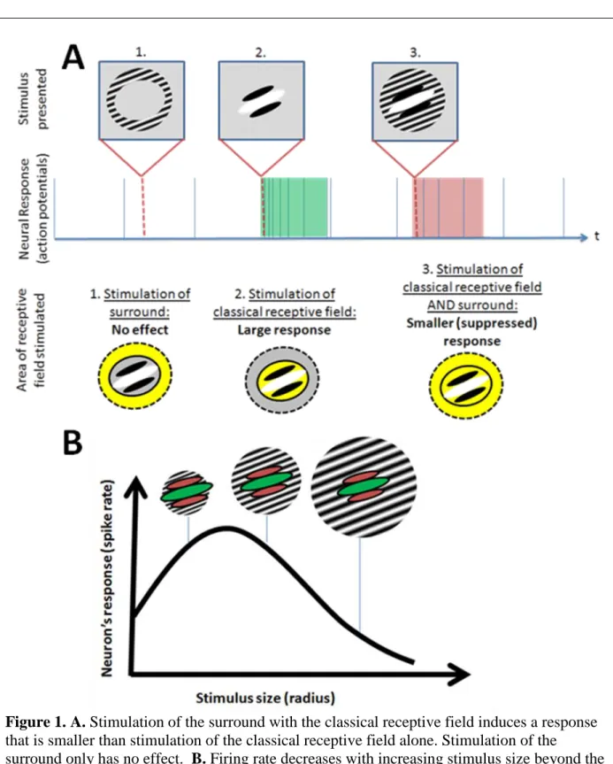 Figure 1. A. Stimulation of the surround with the classical receptive field induces a response  that is smaller than stimulation of the classical receptive field alone