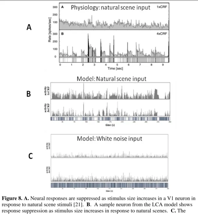 Figure 8. A. Neural responses are suppressed as stimulus size increases in a V1 neuron in  response to natural scene stimuli [21]