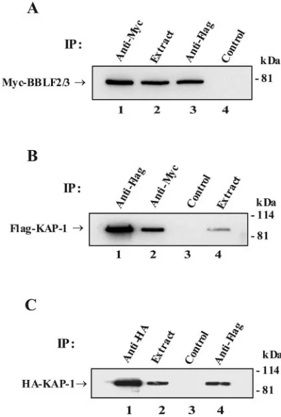 TABLE 1. BBLF2/3-interacting proteins