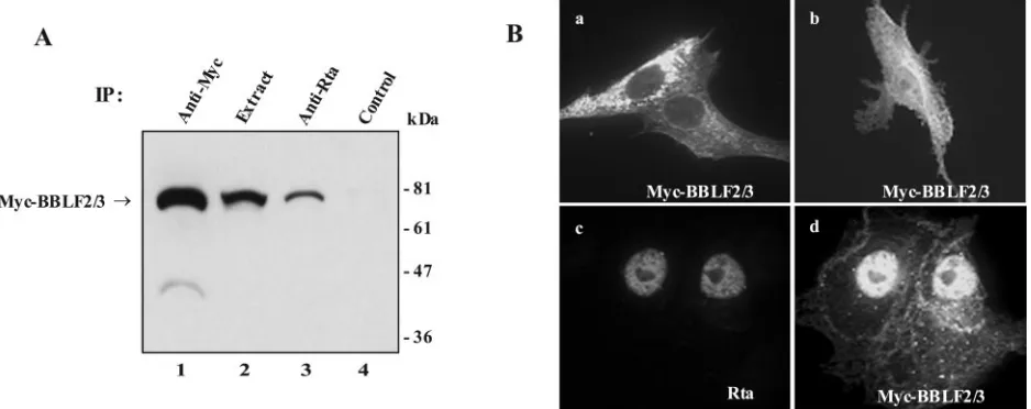 FIG. 3. BBLF2/3 interacts with Rta. (A) Western blot analysis of Myc-BBLF2/3 proteins immunoprecipitated from extracts of 293T cellstransfected with expression vectors for Myc-BBLF2/3 and Rta