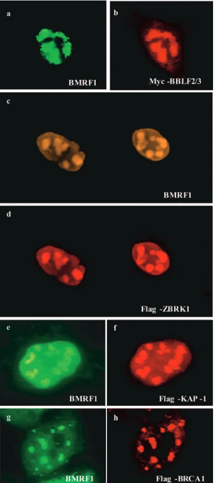 FIG. 4. BBLF2/3, ZBRK1, KAP-1, and BRCA1 are present in viralreplication compartments