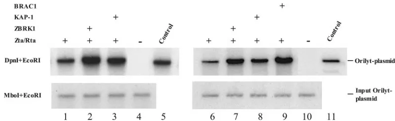 FIG. 6. ZBRK1, KAP-1, and BRCA1 increase oriLyt replication efﬁciency. Southern blots of DNA extracted from two independent experi-ments (lanes 1 to 5 and lanes 6 to 11) in which D98-HR1 cells were electroporated with Zta and Rta to induce lytic replication gene expression