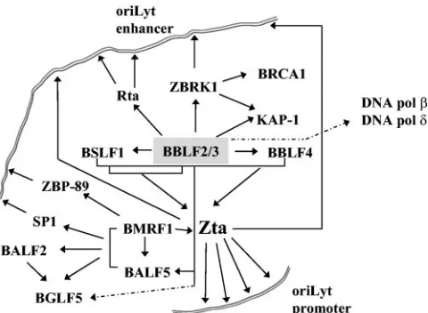 FIG. 8. Summary of known interactions plus interactions identiﬁedin this work between the EBV core replication proteins and between