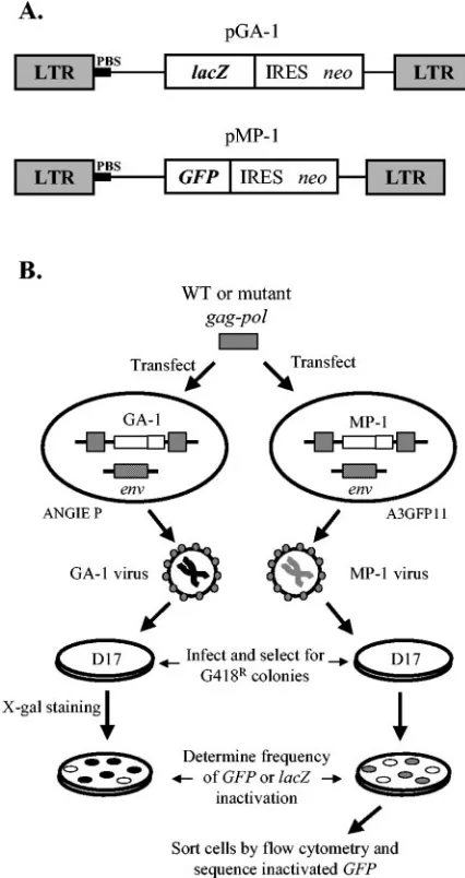 FIG. 1. Single-replication-cycle in vivo ﬁdelity assay. (A) Structuresof MLV-based vectors pGA-1 and pMP-1