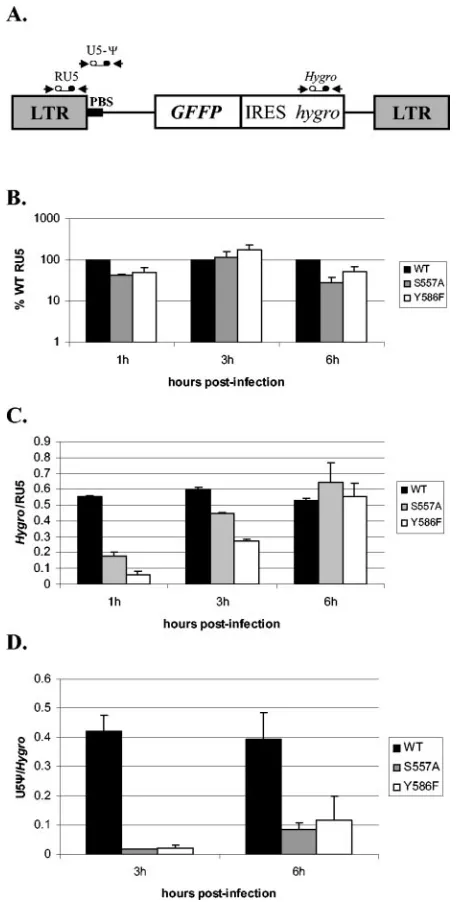 FIG. 3. Effect of S557A and Y586F mutations on viral DNA syn-thesis. (A) Locations of real-time PCR primer-probe sets used are