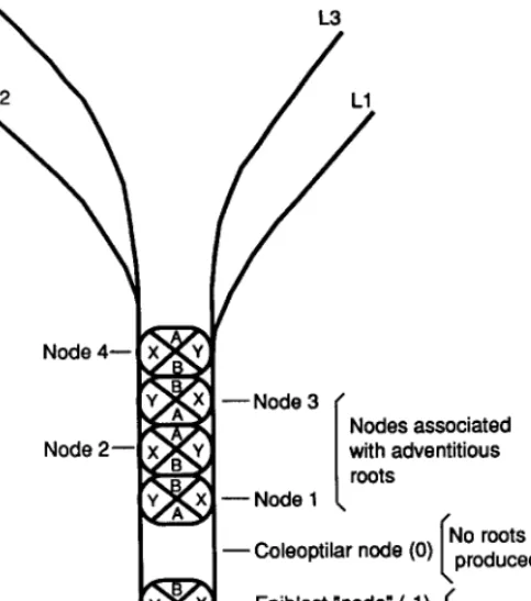 Table 1. Mean and standard deviation of the diameter (mm) of the main axis and first-order branched roots for the primary root, second group of seminal roots (node -l), and adventitious roots (node 1) for seedlings of cheatgrass, Hycrest, and Whitmar at 45