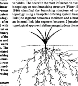 Fig. 1. Diagram of a grass seedling depicting the terminology for defining root branching structure [after Fitter (19gS)]: main internal-internal link (MII), lateral internal-internal link (LII), external-internal link (EI), external-external link (EE), an